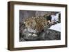 Amur leopard, Land of the Leopard National Park, Primorsky Krai, Far East Russia-Valeriy Maleev-Framed Photographic Print