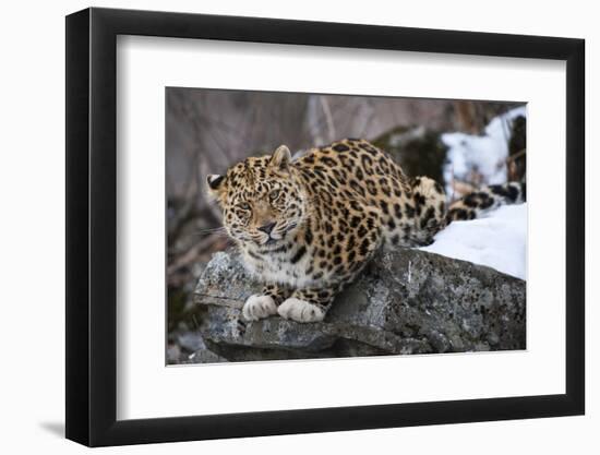 Amur leopard, Land of the Leopard National Park, Primorsky Krai, Far East Russia-Valeriy Maleev-Framed Photographic Print