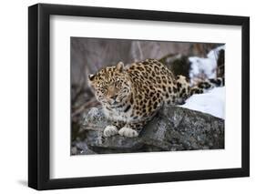 Amur leopard, Land of the Leopard National Park, Primorsky Krai, Far East Russia-Valeriy Maleev-Framed Photographic Print