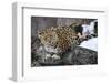 Amur leopard, Land of the Leopard National Park, Primorsky Krai, Far East Russia-Valeriy Maleev-Framed Photographic Print