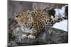 Amur leopard, Land of the Leopard National Park, Primorsky Krai, Far East Russia-Valeriy Maleev-Mounted Photographic Print