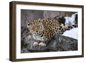 Amur leopard, Land of the Leopard National Park, Primorsky Krai, Far East Russia-Valeriy Maleev-Framed Photographic Print