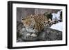 Amur leopard, Land of the Leopard National Park, Primorsky Krai, Far East Russia-Valeriy Maleev-Framed Photographic Print