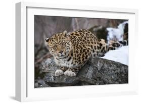 Amur leopard, Land of the Leopard National Park, Primorsky Krai, Far East Russia-Valeriy Maleev-Framed Photographic Print