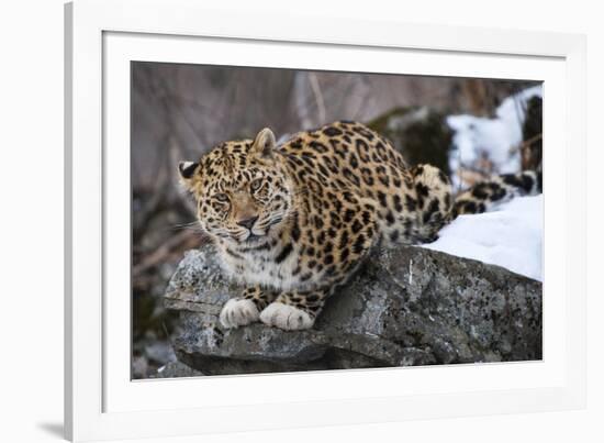 Amur leopard, Land of the Leopard National Park, Primorsky Krai, Far East Russia-Valeriy Maleev-Framed Photographic Print