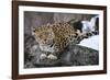 Amur leopard, Land of the Leopard National Park, Primorsky Krai, Far East Russia-Valeriy Maleev-Framed Photographic Print