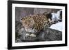 Amur leopard, Land of the Leopard National Park, Primorsky Krai, Far East Russia-Valeriy Maleev-Framed Photographic Print