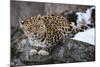 Amur leopard, Land of the Leopard National Park, Primorsky Krai, Far East Russia-Valeriy Maleev-Mounted Photographic Print