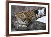 Amur leopard, Land of the Leopard National Park, Primorsky Krai, Far East Russia-Valeriy Maleev-Framed Photographic Print