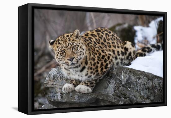 Amur leopard, Land of the Leopard National Park, Primorsky Krai, Far East Russia-Valeriy Maleev-Framed Stretched Canvas