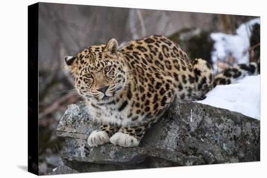 Amur leopard, Land of the Leopard National Park, Primorsky Krai, Far East Russia-Valeriy Maleev-Stretched Canvas