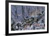 Amur leopard, Land of the Leopard National Park, Primorsky Krai, Far East Russia-Valeriy Maleev-Framed Photographic Print