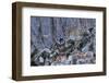 Amur leopard, Land of the Leopard National Park, Primorsky Krai, Far East Russia-Valeriy Maleev-Framed Photographic Print