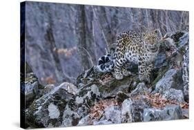 Amur leopard, Land of the Leopard National Park, Primorsky Krai, Far East Russia-Valeriy Maleev-Stretched Canvas