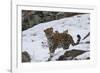 Amur leopard walking in snow, Land of the Leopard National Park, Primorsky Krai, Far East Russia-Valeriy Maleev-Framed Photographic Print