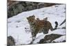 Amur leopard walking in snow, Land of the Leopard National Park, Primorsky Krai, Far East Russia-Valeriy Maleev-Mounted Photographic Print