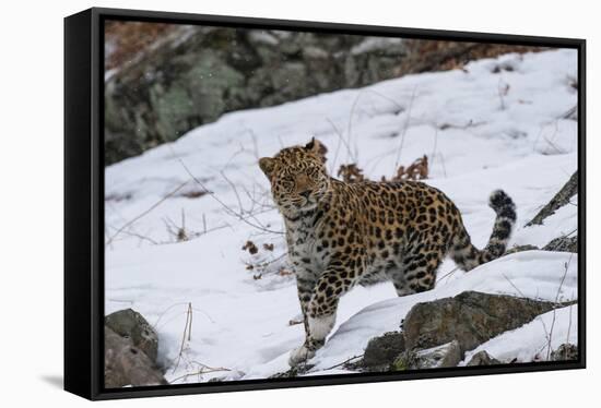 Amur leopard walking in snow, Land of the Leopard National Park, Primorsky Krai, Far East Russia-Valeriy Maleev-Framed Stretched Canvas