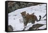 Amur leopard walking in snow, Land of the Leopard National Park, Primorsky Krai, Far East Russia-Valeriy Maleev-Framed Stretched Canvas