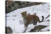 Amur leopard walking in snow, Land of the Leopard National Park, Primorsky Krai, Far East Russia-Valeriy Maleev-Stretched Canvas