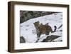 Amur leopard walking in snow, Land of the Leopard National Park, Primorsky Krai, Far East Russia-Valeriy Maleev-Framed Photographic Print