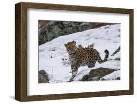Amur leopard walking in snow, Land of the Leopard National Park, Primorsky Krai, Far East Russia-Valeriy Maleev-Framed Photographic Print