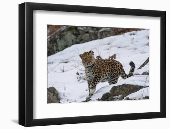 Amur leopard walking in snow, Land of the Leopard National Park, Primorsky Krai, Far East Russia-Valeriy Maleev-Framed Photographic Print