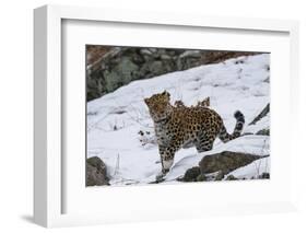 Amur leopard walking in snow, Land of the Leopard National Park, Primorsky Krai, Far East Russia-Valeriy Maleev-Framed Photographic Print