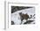 Amur leopard walking in snow, Land of the Leopard National Park, Primorsky Krai, Far East Russia-Valeriy Maleev-Framed Photographic Print