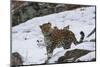 Amur leopard walking in snow, Land of the Leopard National Park, Primorsky Krai, Far East Russia-Valeriy Maleev-Mounted Photographic Print