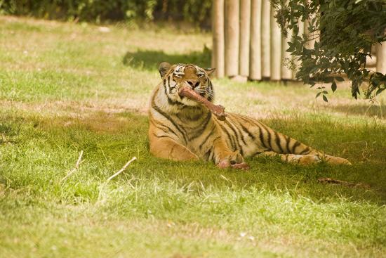 'Amur Siberian Tiger Eating' Photographic Print - Veneratio