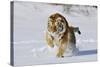 Amur Tiger in Winter Snow-null-Stretched Canvas