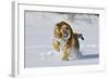 Amur Tiger in Winter Snow-null-Framed Photographic Print