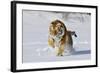 Amur Tiger in Winter Snow-null-Framed Photographic Print