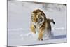 Amur Tiger in Winter Snow-null-Mounted Photographic Print