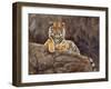 amur tiger on the rocks-David Stribbling-Framed Art Print