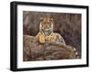 amur tiger on the rocks-David Stribbling-Framed Art Print