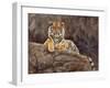 amur tiger on the rocks-David Stribbling-Framed Art Print
