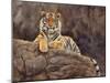 amur tiger on the rocks-David Stribbling-Mounted Art Print