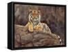 amur tiger on the rocks-David Stribbling-Framed Stretched Canvas