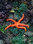 Orange Starfish on Rocks-Amy And Chuck Wiley/wales-Photographic Print