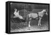 Amy and Julia Du Pont with their Pony Driven Buggy-Pierre Gentieu-Framed Stretched Canvas