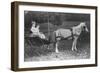 Amy and Julia Du Pont with their Pony Driven Buggy-Pierre Gentieu-Framed Giclee Print