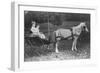 Amy and Julia Du Pont with their Pony Driven Buggy-Pierre Gentieu-Framed Giclee Print