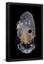 Essential Black