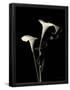 Essential Black