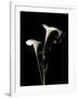 Gramercy White