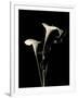 Gramercy White