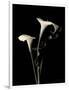 Gramercy White