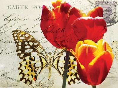 Carte Postale Tulip II