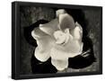 Essential Black